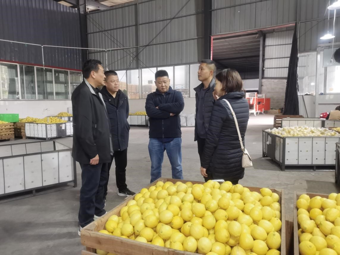 調(diào)研檸檬之都，探尋水果合作機遇